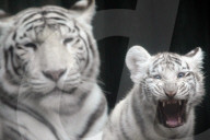 FEATURE - Weisse Tigerfamilie im Liberec Zoo