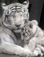 FEATURE - Weisse Tigerfamilie im Liberec Zoo