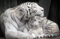 FEATURE - Weisse Tigerfamilie im Liberec Zoo