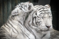 FEATURE - Weisse Tigerfamilie im Liberec Zoo