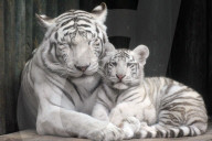 FEATURE - Weisse Tigerfamilie im Liberec Zoo