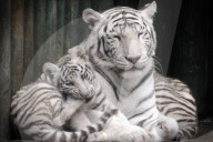 FEATURE - Weisse Tigerfamilie im Liberec Zoo