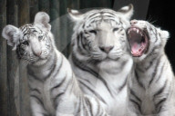 FEATURE - Weisse Tigerfamilie im Liberec Zoo