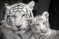 FEATURE - Weisse Tigerfamilie im Liberec Zoo