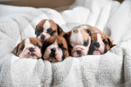 FEATURE - Ein Schnappchen: 6000 Dollar kostet dieser Englische Bulldoggen