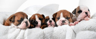 FEATURE - Ein Schnappchen: 6000 Dollar kostet dieser Englische Bulldoggen