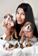 FEATURE - Ein Schnappchen: 6000 Dollar kostet dieser Englische Bulldoggen
