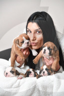 FEATURE - Ein Schnappchen: 6000 Dollar kostet dieser Englische Bulldoggen