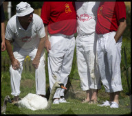 FEATURE - 'Just Splendid' - Royal Swan upping auf der Themse 