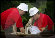 FEATURE - 'Just Splendid' - Royal Swan upping auf der Themse 