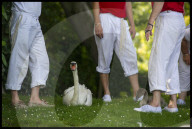 FEATURE - 'Just Splendid' - Royal Swan upping auf der Themse 