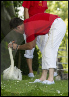 FEATURE - 'Just Splendid' - Royal Swan upping auf der Themse 