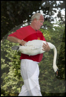 FEATURE - 'Just Splendid' - Royal Swan upping auf der Themse 