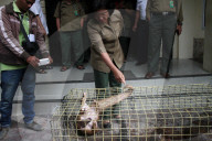 NEWS - Indonesien: Vor Schmugglern gerettete Schuppentiere in Medan