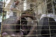 NEWS - Indonesien: Vor Schmugglern gerettete Schuppentiere in Medan