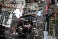 NEWS - Indonesien: Vor Schmugglern gerettete Schuppentiere in Medan