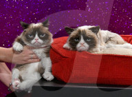 FEATURE - Grumpy Cat besucht seine Doppelgängerin im Madame Tussaud