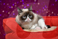 FEATURE - Grumpy Cat besucht seine Doppelgängerin im Madame Tussaud