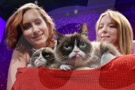 FEATURE - Grumpy Cat besucht seine Doppelgängerin im Madame Tussaud