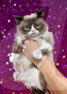 FEATURE - Grumpy Cat besucht seine Doppelgängerin im Madame Tussaud