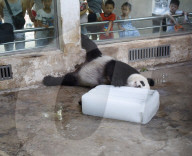 FEATURE - Ein Riesen-Glace für den Panda