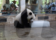 FEATURE - Ein Riesen-Glace für den Panda