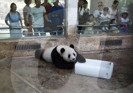 FEATURE - Ein Riesen-Glace für den Panda