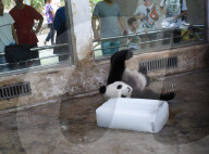 FEATURE - Ein Riesen-Glace für den Panda