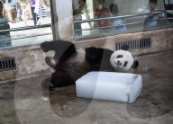 FEATURE - Ein Riesen-Glace für den Panda
