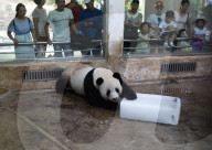 FEATURE - Ein Riesen-Glace für den Panda
