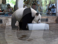 FEATURE - Ein Riesen-Glace für den Panda