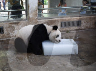 FEATURE - Ein Riesen-Glace für den Panda
