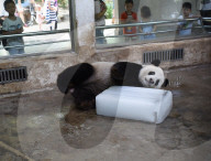 FEATURE - Ein Riesen-Glace für den Panda