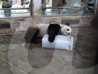 FEATURE - Ein Riesen-Glace für den Panda