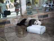 FEATURE - Ein Riesen-Glace für den Panda