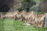 FEATURE - Da hängen die Füchse