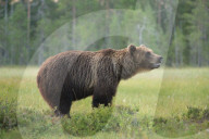FEATURE - Braunbären in Finnland