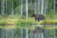 FEATURE - Braunbären in Finnland