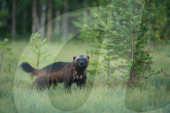 FEATURE - Braunbären in Finnland