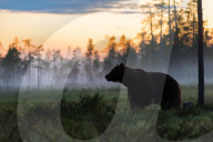 FEATURE - Braunbären in Finnland