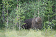 FEATURE - Braunbären in Finnland