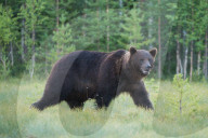 FEATURE - Braunbären in Finnland