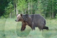 FEATURE - Braunbären in Finnland