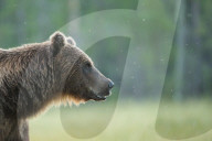 FEATURE - Braunbären in Finnland