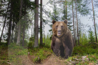 FEATURE - Braunbären in Finnland