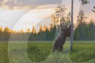 FEATURE - Braunbären in Finnland