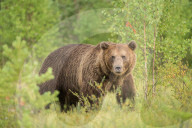 FEATURE - Braunbären in Finnland
