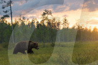 FEATURE - Braunbären in Finnland