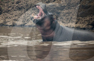FEATURE - Ein Nilpferd und ein Krokodil streiten sich um ein Zebra