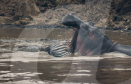 FEATURE - Ein Nilpferd und ein Krokodil streiten sich um ein Zebra